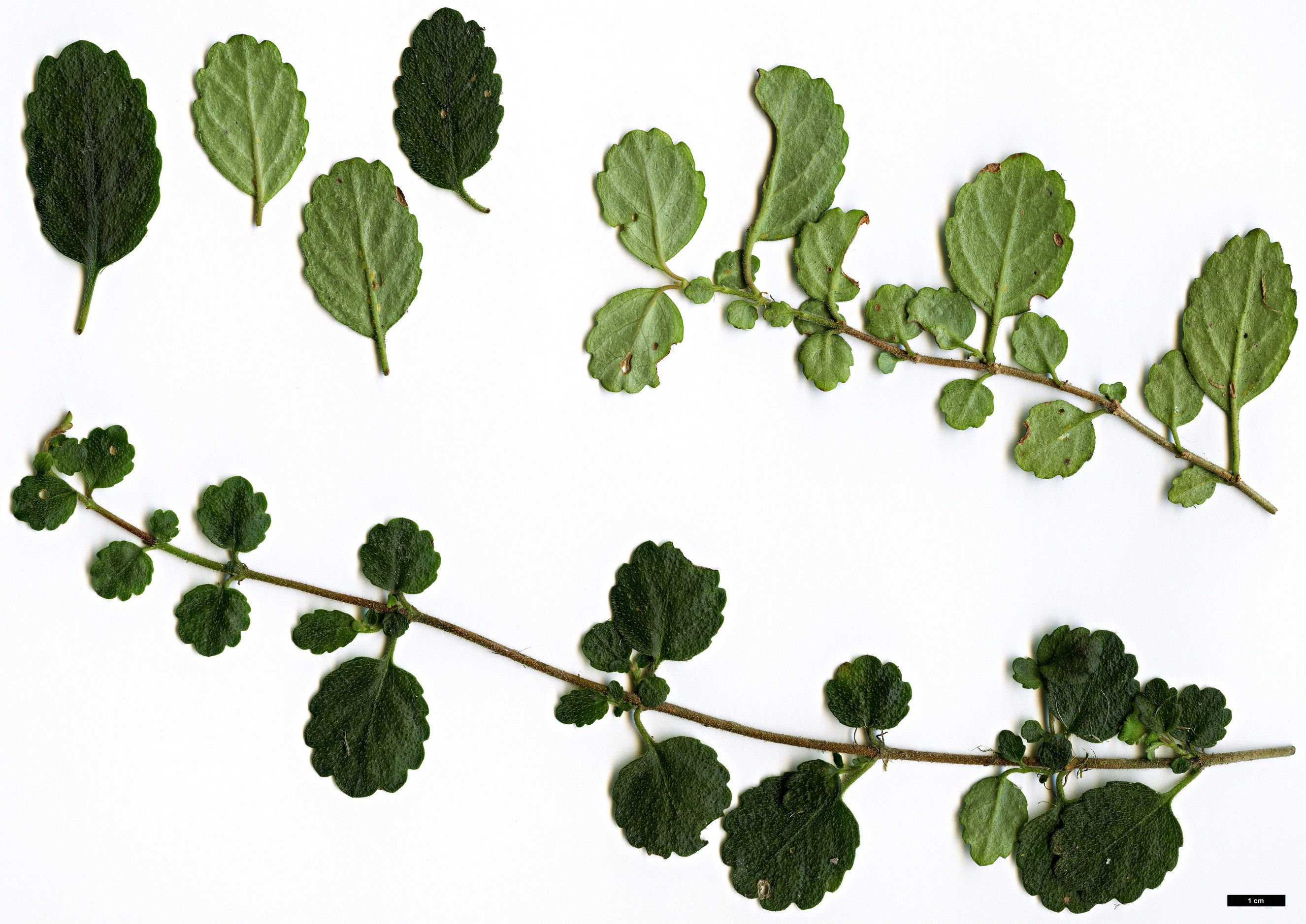 High resolution image: Family: Gesneriaceae - Genus: Asteranthera - Taxon: ovata
